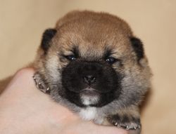 picture of dog