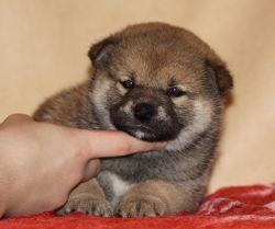picture of dog