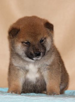 picture of dog