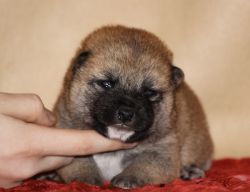 picture of dog