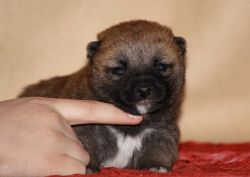 picture of dog