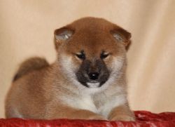 picture of dog