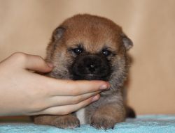 picture of dog