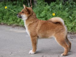 picture of dog