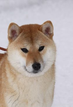 picture of dog