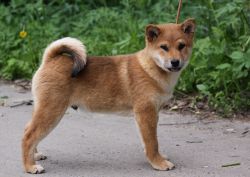 picture of dog