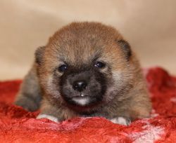picture of dog