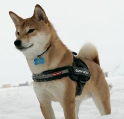 picture of dog