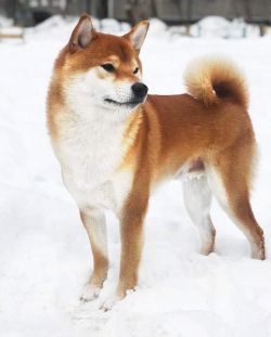 picture of dog