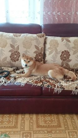 picture of dog