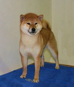 picture of dog