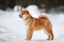 picture of dog