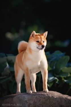 picture of dog