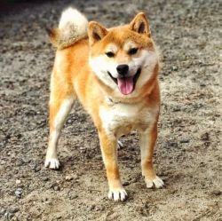 picture of dog