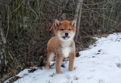 picture of dog