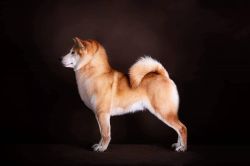 picture of dog