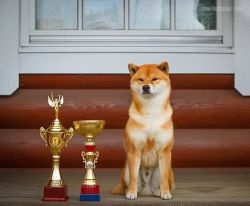 picture of dog