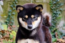 picture of dog