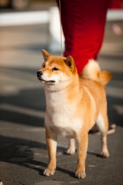 picture of dog