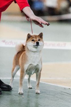 picture of dog