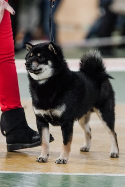 picture of dog