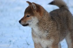 picture of dog