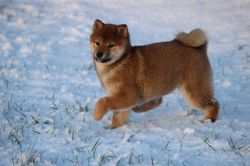 picture of dog