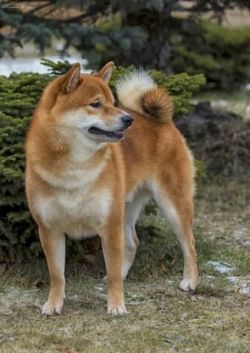 picture of dog