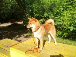 picture of dog