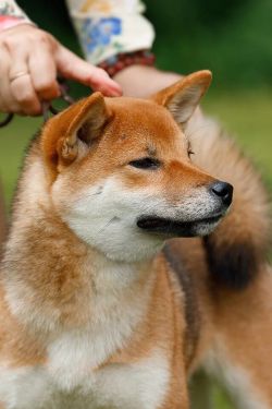 picture of dog
