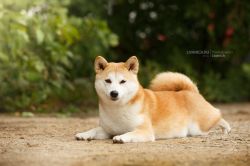 picture of dog