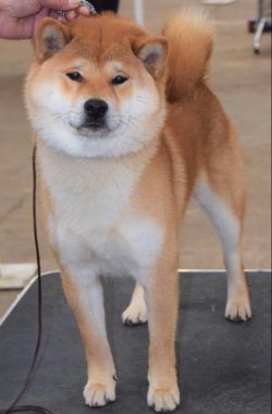 picture of dog