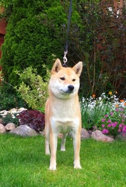 picture of dog