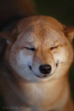 picture of dog