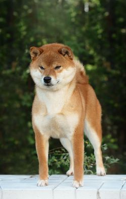 picture of dog