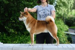 picture of dog