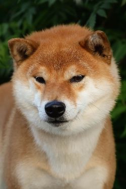 picture of dog