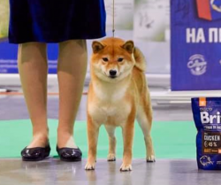 picture of dog