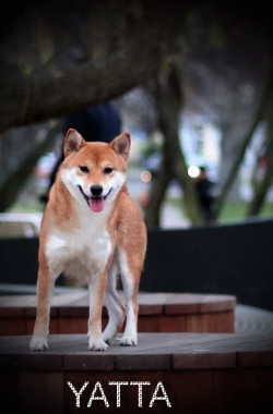 picture of dog