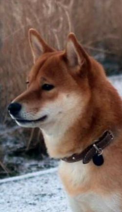picture of dog