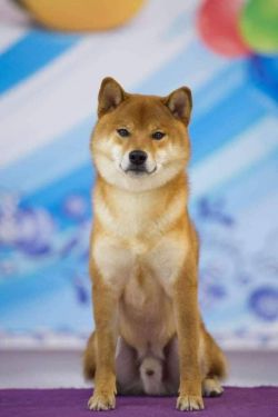 picture of dog