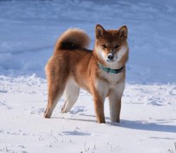 picture of dog