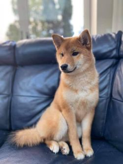 picture of dog