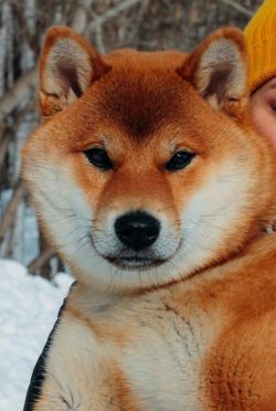 picture of dog