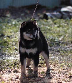 picture of dog