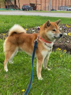 picture of dog