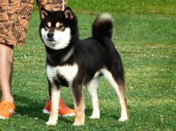 picture of dog