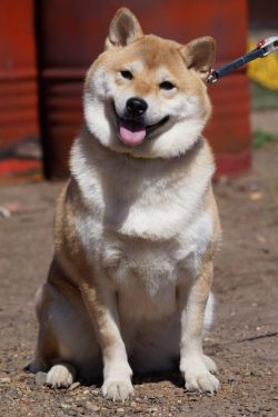 picture of dog