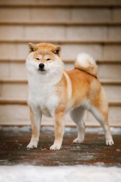 picture of dog
