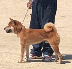 picture of dog